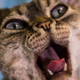 Illustration for article titled Ballet instructor attempts to teach video class while quarantined, her cat has other plans